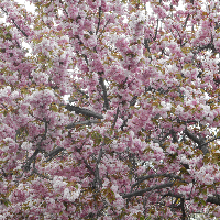 Profile avatar image for mistswirler