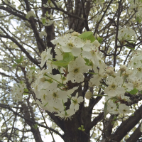 Profile avatar image for CarolineRose