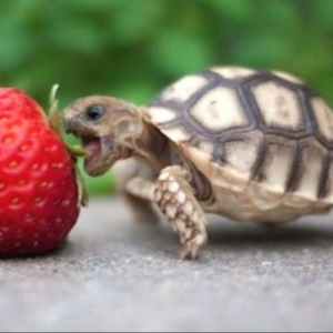 Profile avatar image for themunchintrtl