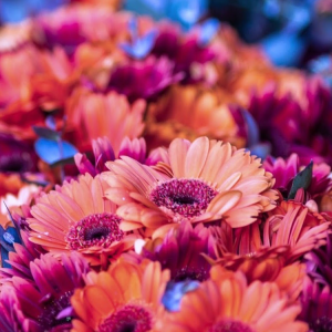 Profile avatar image for HaruHaru