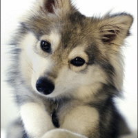 Profile avatar image for Turleek