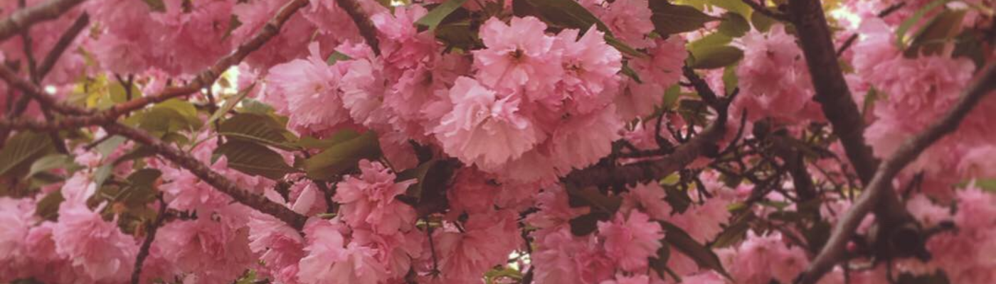 Profile banner image for ceilster