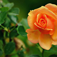 Profile avatar image for Dharsh