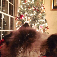 Profile avatar image for Mama_Z