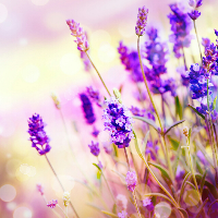 Profile avatar image for Carliequeen