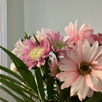 Profile avatar image for SundayGirl