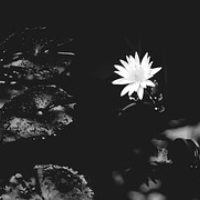 Profile avatar image for shywriter