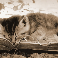 Profile avatar image for TheReadingCat