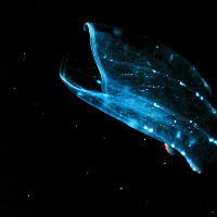 Profile avatar image for SaoirseRuby