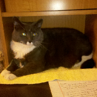 Profile avatar image for FireChild