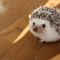 Profile avatar image for Hedgehog4me