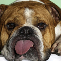 Profile avatar image for StellerBeller