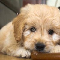 Profile avatar image for Rashal