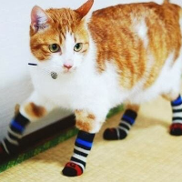 Profile avatar image for Socks