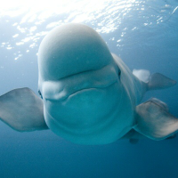 Profile avatar image for Beluga5993