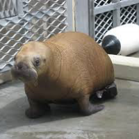 Profile avatar image for TheDerpywalrus