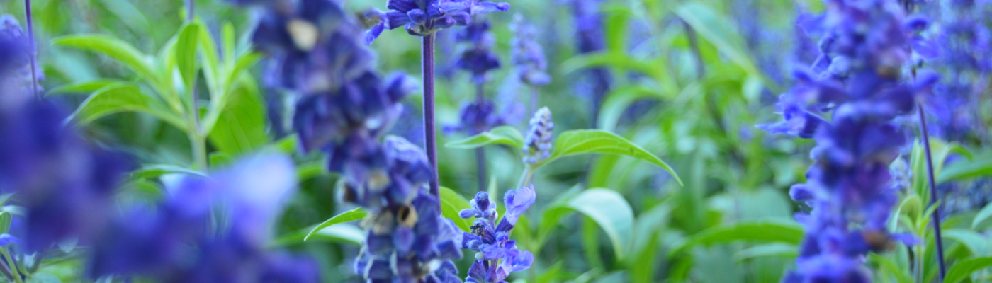 Profile banner image for CosetteD