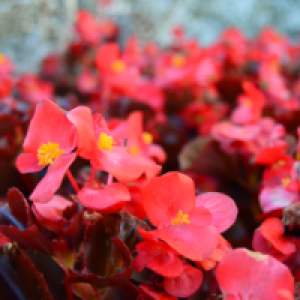 Profile avatar image for CosetteD