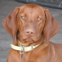 Profile avatar image for Dogsplum10