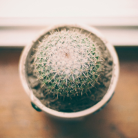 Profile avatar image for Cactus