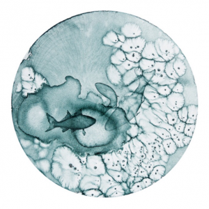 Profile avatar image for lioncoloredsun