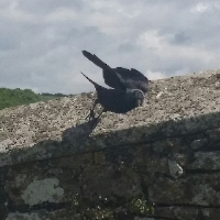 Profile avatar image for CMTeagan