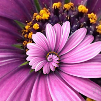 Profile avatar image for AnitaK