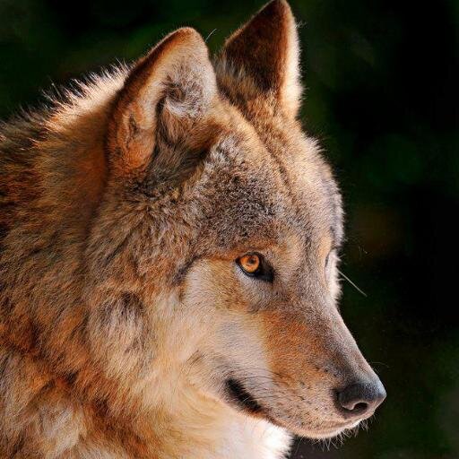 Profile avatar image for RabidWolf