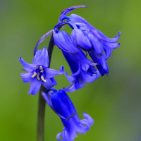 Profile avatar image for bluebells11