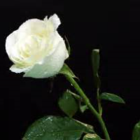 Profile avatar image for SevernFair