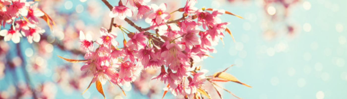 Profile banner image for sheera