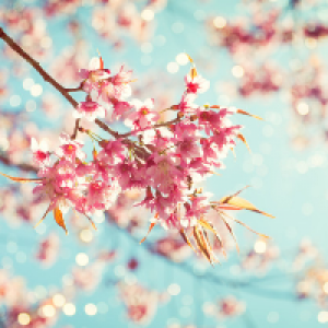 Profile avatar image for sheera