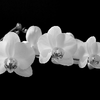 Profile avatar image for Orchid_27