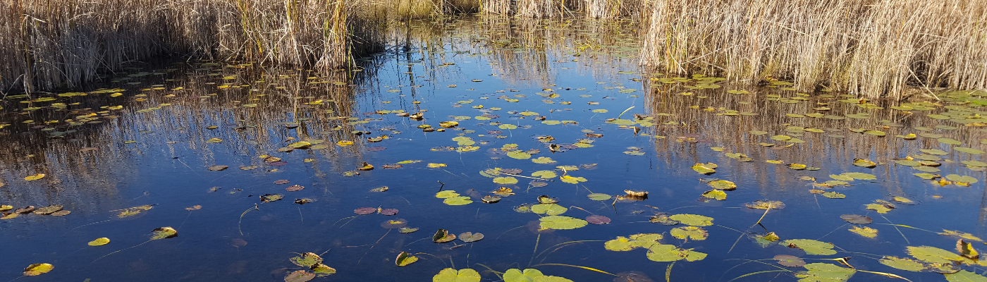 Profile banner image for BrandeisBlue