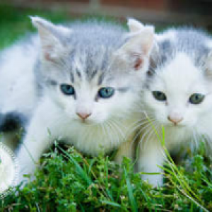 Profile avatar image for Oshareshers