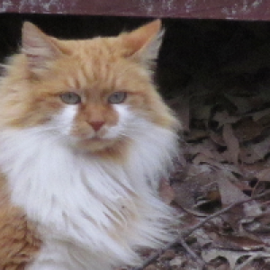 Profile avatar image for MagicCat