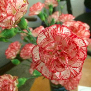 Profile avatar image for starsoverboston