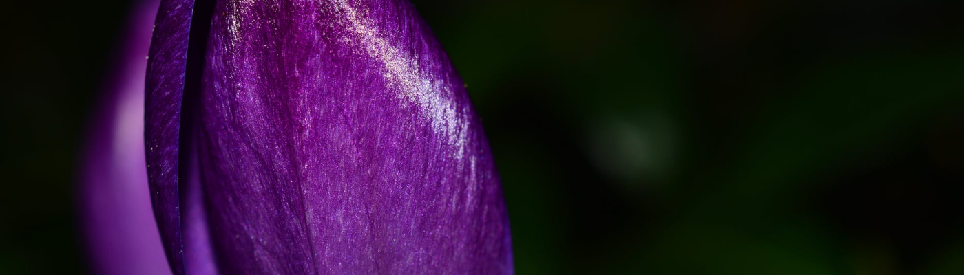 Profile banner image for IvyBee