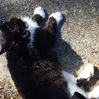 Profile avatar image for ScreamDeathPoet