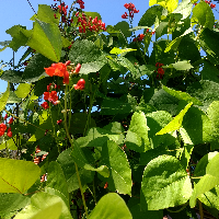 Profile avatar image for callan