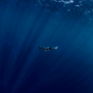 Profile avatar image for pepita_picasso