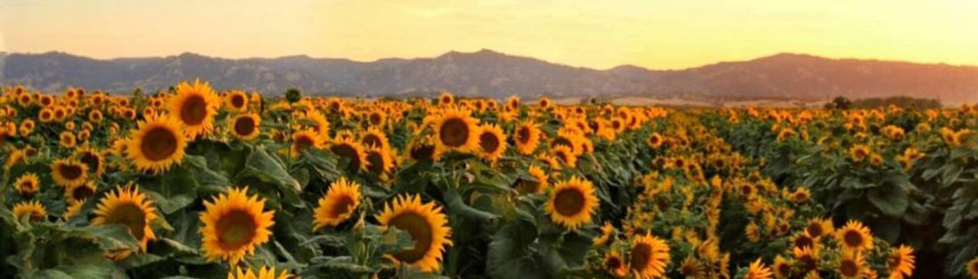 Profile banner image for TheEastWind