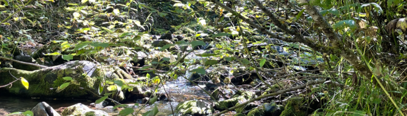 Profile banner image for Ambercopeland