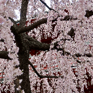 Profile avatar image for WanderingWillow