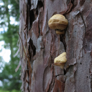 Profile avatar image for willow_stone