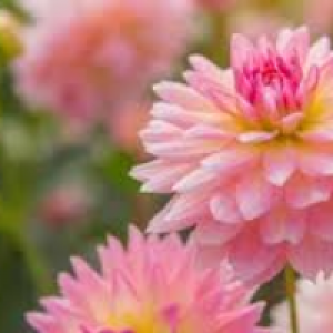 Profile avatar image for Arloa