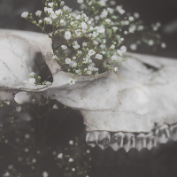 Profile avatar image for onism