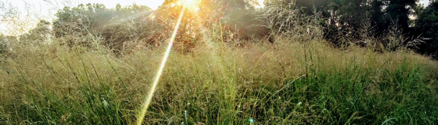 Profile banner image for IntheMirror