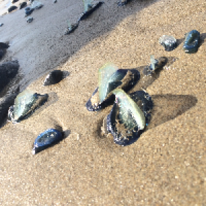 Profile avatar image for Seari