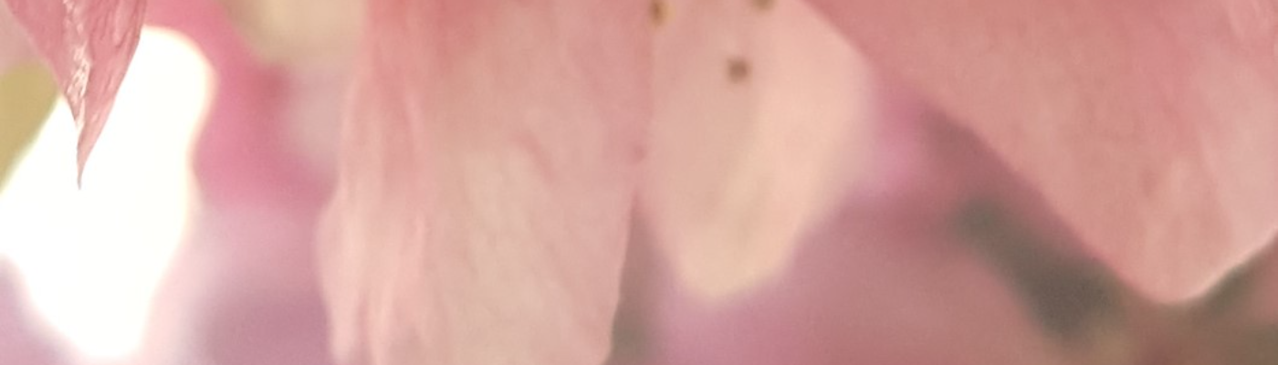 Profile banner image for Mellondeau